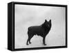 Fall, Schipperke, 1932-Thomas Fall-Framed Stretched Canvas