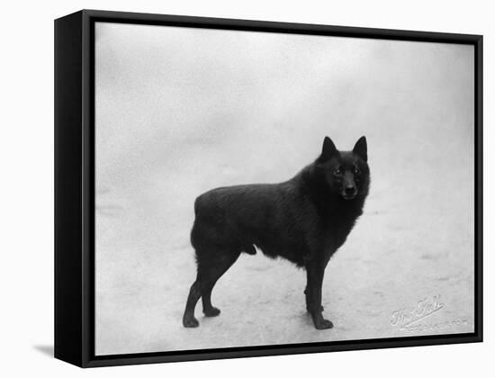 Fall, Schipperke, 1932-Thomas Fall-Framed Stretched Canvas