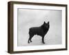 Fall, Schipperke, 1932-Thomas Fall-Framed Photographic Print