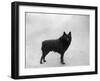 Fall, Schipperke, 1932-Thomas Fall-Framed Photographic Print