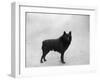 Fall, Schipperke, 1932-Thomas Fall-Framed Photographic Print