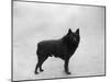 Fall, Schipperke, 1932-Thomas Fall-Mounted Photographic Print