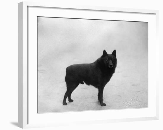 Fall, Schipperke, 1932-Thomas Fall-Framed Photographic Print