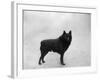 Fall, Schipperke, 1932-Thomas Fall-Framed Photographic Print