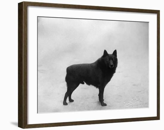 Fall, Schipperke, 1932-Thomas Fall-Framed Photographic Print