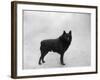 Fall, Schipperke, 1932-Thomas Fall-Framed Photographic Print