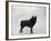 Fall, Schipperke, 1932-Thomas Fall-Framed Photographic Print