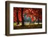 Fall Secret-Philippe Sainte-Laudy-Framed Photographic Print