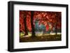 Fall Secret-Philippe Sainte-Laudy-Framed Photographic Print