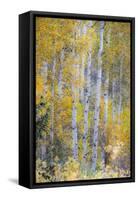 Fall Snowstorm, Aspen Trees, Grand Teton National Park-Howie Garber-Framed Stretched Canvas