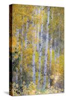 Fall Snowstorm, Aspen Trees, Grand Teton National Park-Howie Garber-Stretched Canvas