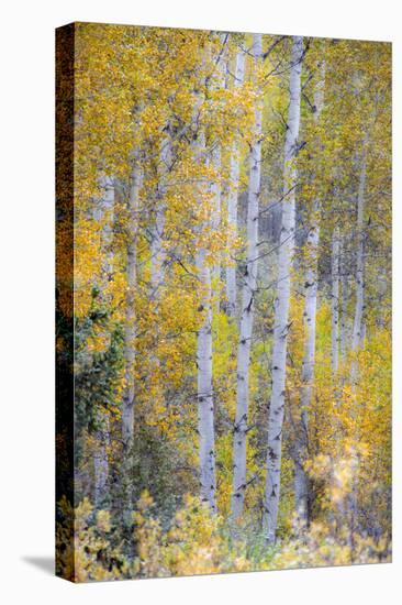 Fall Snowstorm, Aspen Trees, Grand Teton National Park-Howie Garber-Stretched Canvas