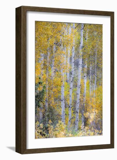 Fall Snowstorm, Aspen Trees, Grand Teton National Park-Howie Garber-Framed Photographic Print