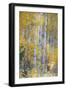 Fall Snowstorm, Aspen Trees, Grand Teton National Park-Howie Garber-Framed Photographic Print