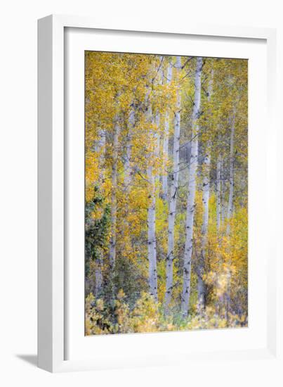 Fall Snowstorm, Aspen Trees, Grand Teton National Park-Howie Garber-Framed Photographic Print