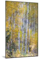 Fall Snowstorm, Aspen Trees, Grand Teton National Park-Howie Garber-Mounted Photographic Print