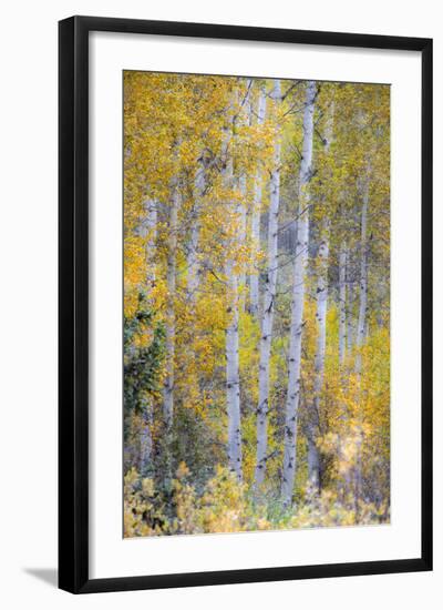 Fall Snowstorm, Aspen Trees, Grand Teton National Park-Howie Garber-Framed Photographic Print