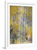 Fall Snowstorm, Aspen Trees, Grand Teton National Park-Howie Garber-Framed Photographic Print