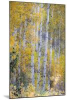 Fall Snowstorm, Aspen Trees, Grand Teton National Park-Howie Garber-Mounted Photographic Print