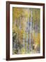 Fall Snowstorm, Aspen Trees, Grand Teton National Park-Howie Garber-Framed Photographic Print