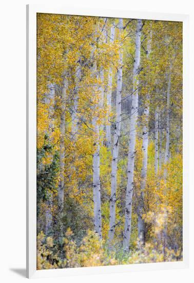 Fall Snowstorm, Aspen Trees, Grand Teton National Park-Howie Garber-Framed Photographic Print