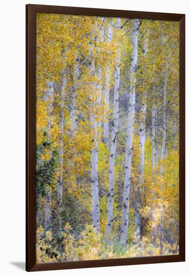 Fall Snowstorm, Aspen Trees, Grand Teton National Park-Howie Garber-Framed Photographic Print