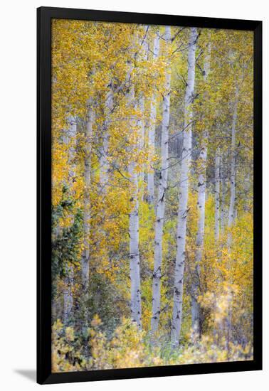 Fall Snowstorm, Aspen Trees, Grand Teton National Park-Howie Garber-Framed Photographic Print