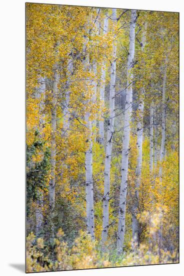 Fall Snowstorm, Aspen Trees, Grand Teton National Park-Howie Garber-Mounted Premium Photographic Print