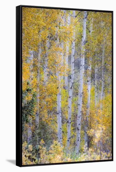 Fall Snowstorm, Aspen Trees, Grand Teton National Park-Howie Garber-Framed Stretched Canvas