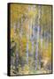 Fall Snowstorm, Aspen Trees, Grand Teton National Park-Howie Garber-Framed Stretched Canvas