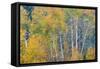 Fall Snowstorm, Aspen Trees, Grand Teton National Park-Howie Garber-Framed Stretched Canvas