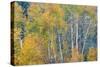 Fall Snowstorm, Aspen Trees, Grand Teton National Park-Howie Garber-Stretched Canvas