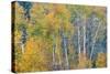 Fall Snowstorm, Aspen Trees, Grand Teton National Park-Howie Garber-Stretched Canvas