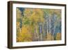 Fall Snowstorm, Aspen Trees, Grand Teton National Park-Howie Garber-Framed Photographic Print