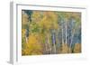 Fall Snowstorm, Aspen Trees, Grand Teton National Park-Howie Garber-Framed Photographic Print