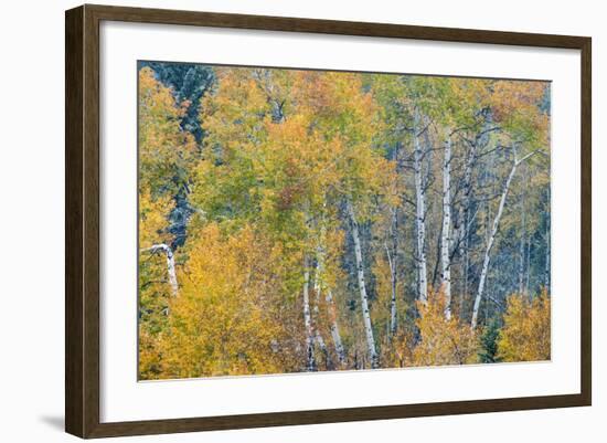 Fall Snowstorm, Aspen Trees, Grand Teton National Park-Howie Garber-Framed Photographic Print