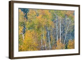 Fall Snowstorm, Aspen Trees, Grand Teton National Park-Howie Garber-Framed Photographic Print