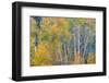 Fall Snowstorm, Aspen Trees, Grand Teton National Park-Howie Garber-Framed Photographic Print