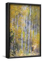 Fall Snowstorm, Aspen Trees, Grand Teton National Park-Howie Garber-Framed Photographic Print