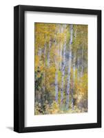 Fall Snowstorm, Aspen Trees, Grand Teton National Park-Howie Garber-Framed Photographic Print