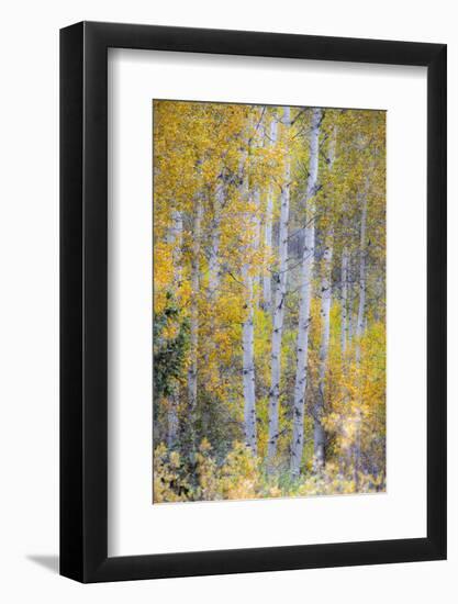 Fall Snowstorm, Aspen Trees, Grand Teton National Park-Howie Garber-Framed Photographic Print