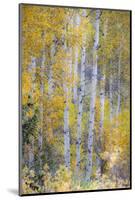 Fall Snowstorm, Aspen Trees, Grand Teton National Park-Howie Garber-Mounted Photographic Print