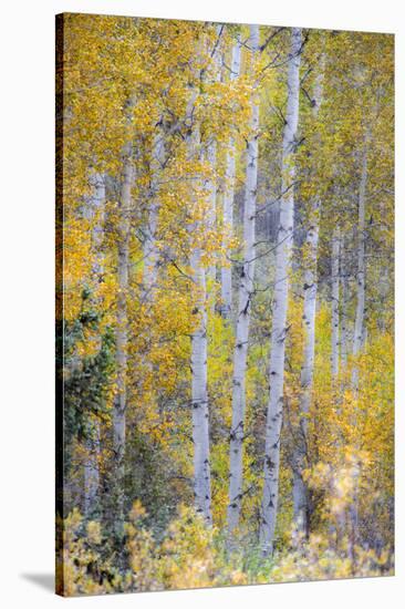 Fall Snowstorm, Aspen Trees, Grand Teton National Park-Howie Garber-Stretched Canvas