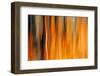 Fall Splendour 1-Ursula Abresch-Framed Photographic Print