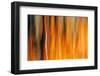 Fall Splendour 1-Ursula Abresch-Framed Photographic Print