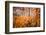 Fall Splendour 4-Ursula Abresch-Framed Photographic Print