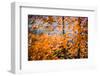 Fall Splendour 4-Ursula Abresch-Framed Photographic Print