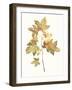 Fall Study I-Jennifer Goldberger-Framed Art Print