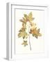 Fall Study I-Jennifer Goldberger-Framed Art Print