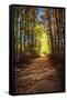 Fall Sunlight Path-null-Framed Stretched Canvas